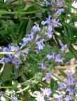 Salvia Dara's Choice  flowers.