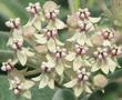 Asclepias eriocarpa Monarch Milkweed, woollypod milkweed, Indian milkweed, and kotolo