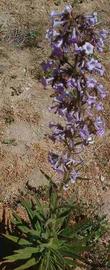 Turricula parryi PoodleDog Bush flower spike