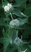 Pycnanthemum californicum Mountain Mint - grid24_24