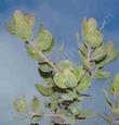 Arctostaphylos columbiana hated us. It loves the Pacific Northwest.