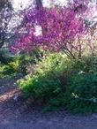 Western Redbud, Cercis occidentalis as a small tree. - grid24_24