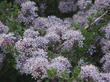Don't you wish you were a bee or a butterfly? The Sierra Buckbrush is wonderful.
