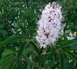 A fragrant flower cluster of Aesculus californica, Buckeye, in our Santa Margarita garden in May.  - grid24_24