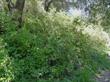 Here Keckiella cordifolia, Heart Leaf Penstemon, is growing under a Quercus agrifolia, mixed in with Toxicodendron diversilobum.  - grid24_24