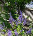 San Diego Mt. Lilac.
