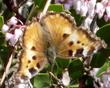 Arctostaphylos densiflora Howard McMinn Manzanita with California Tortoise Shell butterfly, Nymphalis californica