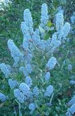 Ceanothus sorediatus Klamath - grid24_24