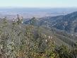 Ribes malvaceum, Pink Chaparral currant overlooking San Luis Obispo - grid24_24