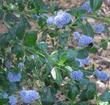 A low form of Ceanothus thyrsiflorus, Blueblossom or Blue blossom Ceanothus