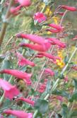 Penstemon X parishii, Parish's Penstemon is a hot pink