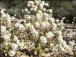 Here is Lepidium fremontii, Desert Alyssum, in full flower, in the Mojave desert of California.  