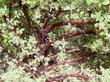 The trunk and bark of Mama Bear manzanita