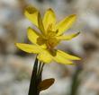 Sisyrinchium californicum, Yellow-eyed Grass flower cluster. - grid24_24