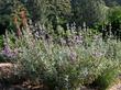 Salvia Vicki Romo makes a compact three foot sage with pale purple flowers