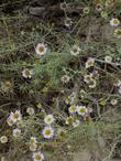 Erigeron foliosus blochmaniae, Blockman's leafy-daisy - grid24_24