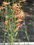 Penstemon labrosus. Scarlet Penstemon, San Gabriel Beardtongue - grid24_24