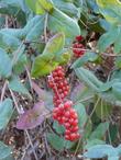 The clustered fruits of Lonicera hispidula, California Honeysuckle, are transluscent red, but taste very sour and bitter. 
