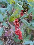 The clustered fruits of Lonicera hispidula, California Honeysuckle, are transluscent red, but taste very sour and bitter.  - grid24_24