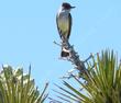 Ash Throated Flycatcher in Joshua Tree. - grid24_24