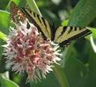Asclepias speciosa, Showy Milkweed with Checkerspot and a Tiger Swallowtail Butterfly - grid24_24