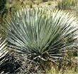 Yucca whipplei parishii Our Lords Candle