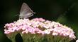 Achillea millefolium rosea Island Pink Pink Yarrow with a Hair Streak Butterfly