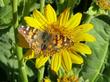 Balsamorhiza sagittata, Arrowleaf balsamroot with American Lady Butterfly