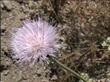 Cirsium californicum California Thistle - grid24_24