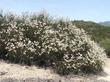 California Buckwheat, Eriogonum fasciculatum foliolosum at Santa Margarita