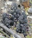 Orobanche bulbosa Chaparral Broomrape - grid24_24