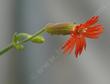 Silene laciniata angustifolia, Red Catchfly side view