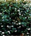 An old picture of Ceanothus griseus