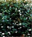 An old picture of Ceanothus griseus - grid24_24