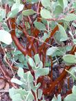 The trunk and bark of Arctostaphylos parrayana, Snow Lodge or Parry's manzanita.