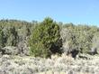 This young Juniperus occidentalis tree is along the eastern side of the sierras right where the Pinus monophylla peters out before the Joshua trees. - grid24_24