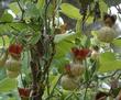 Aristolochia californica, California Pipevine, is the larval food plant for the Pipevine Swallowtail. - grid24_24