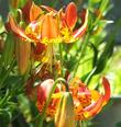 Lilium pardalinum var. giganteum "Sunset" was supposedly developed in England from wild Lilium pardalinum. - grid24_24