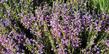 Penstemon Margarita BOP, Foothill or Mountain Penstemon