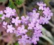 Verbena goodingii, Pink Verbena syn. Glandularia gooddingii. - grid24_24