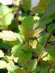 Malus fusca, Western Crabapple leaves - grid24_24