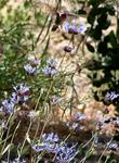 A male Anna Hummingbird on a Cleveland Sage, Salvia clevelandii Alpine