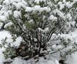Mariposa manzanita, Arctostaphylos mariposa in a few inches of snow, no problems other than it was cold.