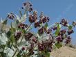 Asclepias californica California Milkweed  in flower - grid24_24