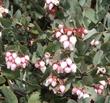Arctostaphylos luciana, Adelaide manzanita in flower