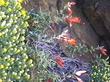 an old photo of Zauschneria latifolium, on  Laguna Mountain with Ericameria cuneata Wedgeleaf Goldenbush - grid24_24