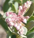 Arctostaphylos pringlei drupacea, Idyllwild Manzanita or Pinkbract Manzanita flowers