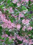 Arctostaphylos standfordiana bakeri, Louis Edmunds Manzanita flowers - grid24_24