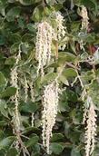 Garrya veatchii,  Silk Tassel Bush with male flowers, catkins are about 6 inches long. - grid24_24