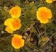 Eschscholzia californica maritima, California Poppy with it's cheery center that's a bee bull's eye